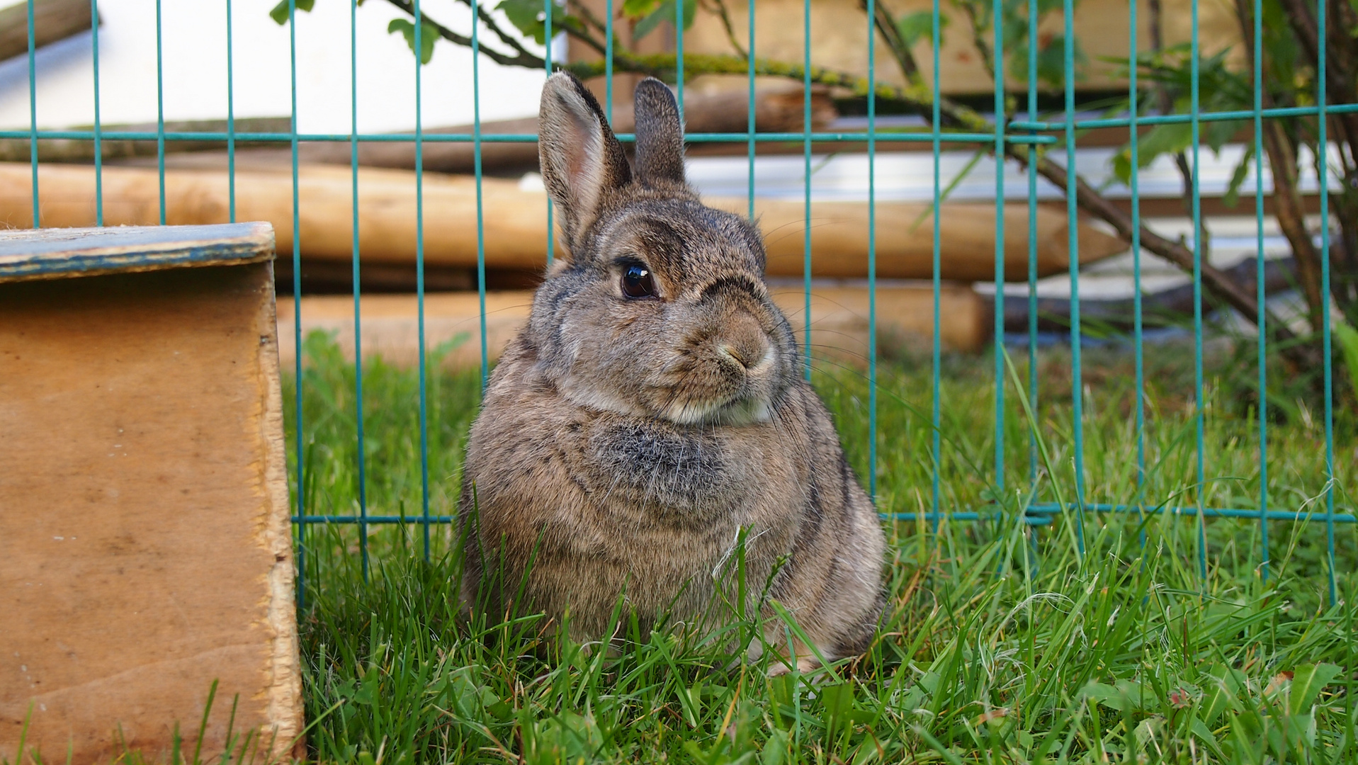 Der Hase meiner Familie