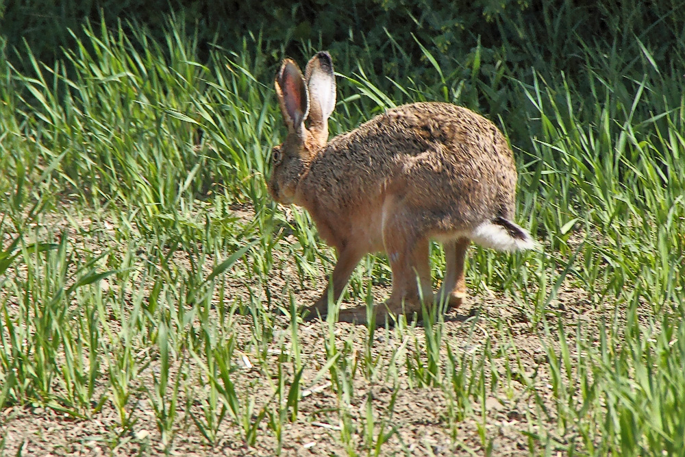 Der Hase mit "Katzenbuckel"