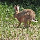 Der Hase mit "Katzenbuckel"