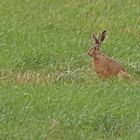 Der Hase vom letzten Jahr.