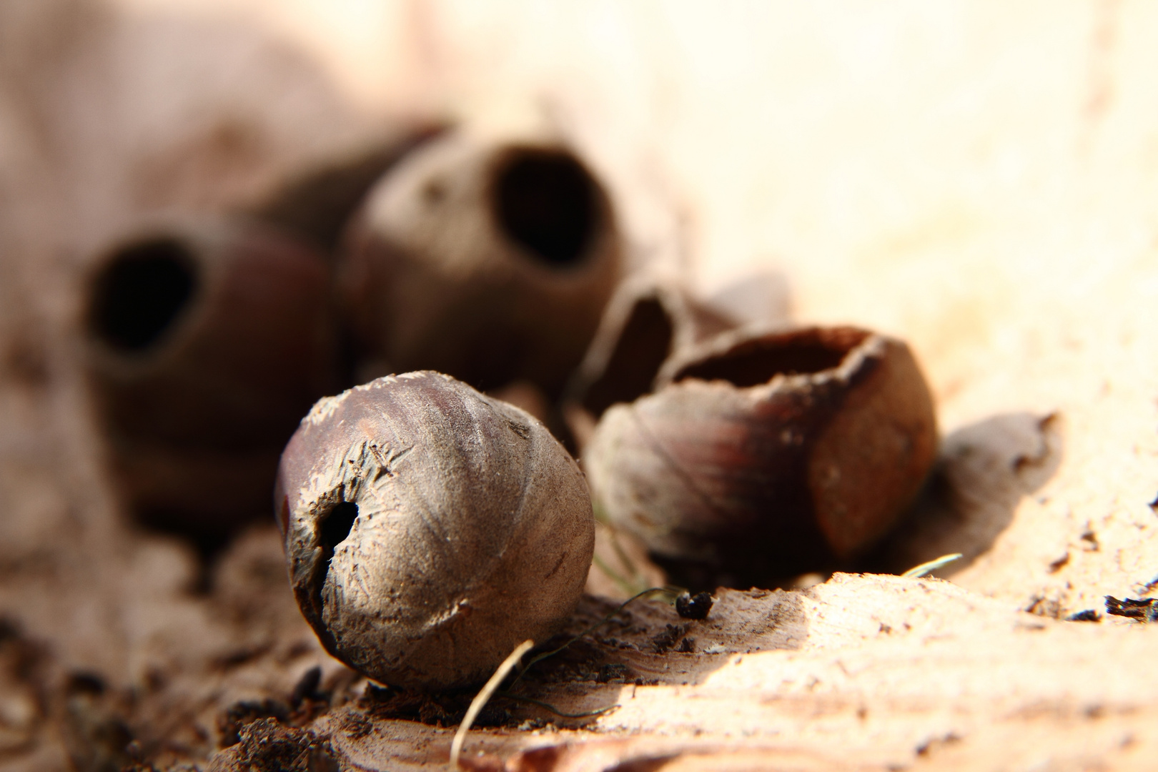 Der Haselmaus hat´s geschmeckt