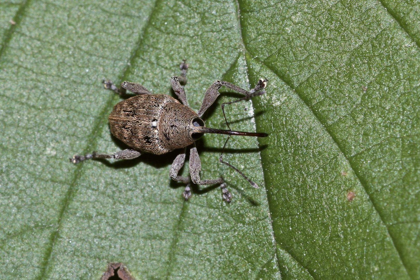 Der Haselnußbohrer (Curculio nucum)