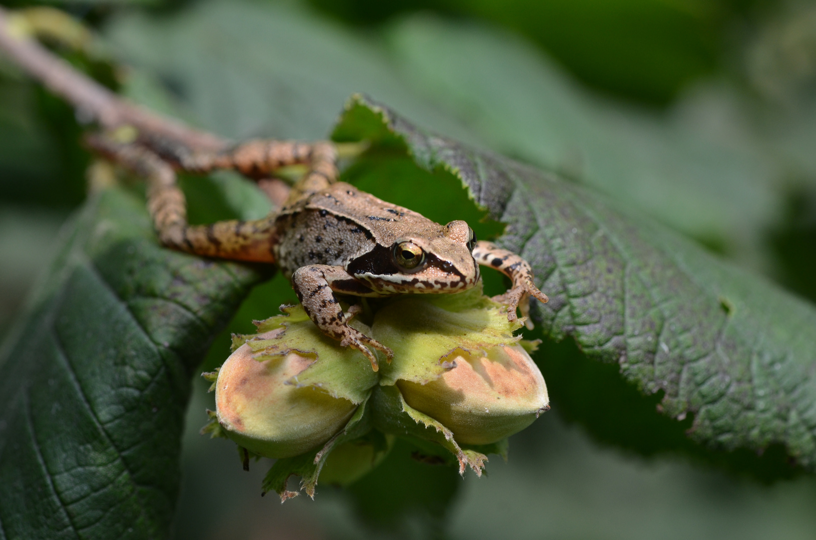 Der Haselnussfrosch !