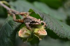 Der Haselnussfrosch !