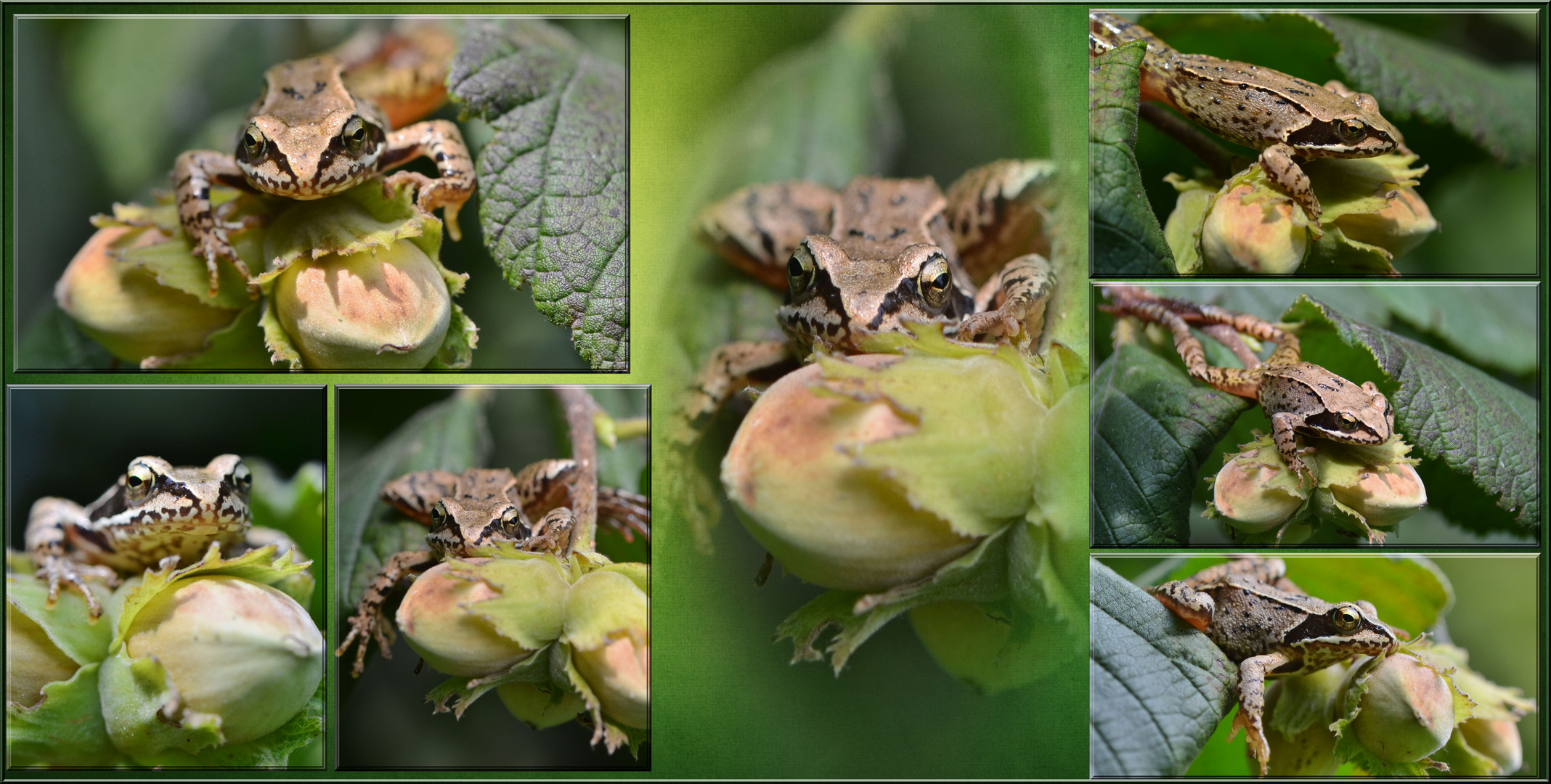 Der Haselnussfrosch .....