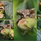 Der Haselnussfrosch .....