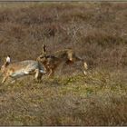 Der Hasen wilde, verwegene Jagd