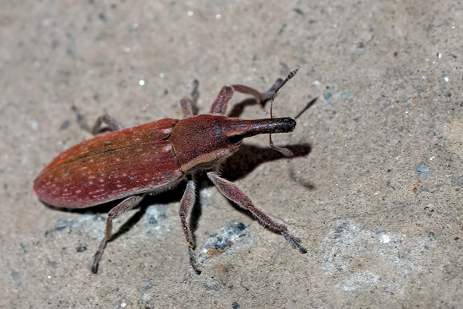 Der hat den Rüssel immer zuvorderst: extrem seltener Lixus vilis! - Un coléoptère très rare!