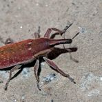 Der hat den Rüssel immer zuvorderst: extrem seltener Lixus vilis! - Un coléoptère très rare!