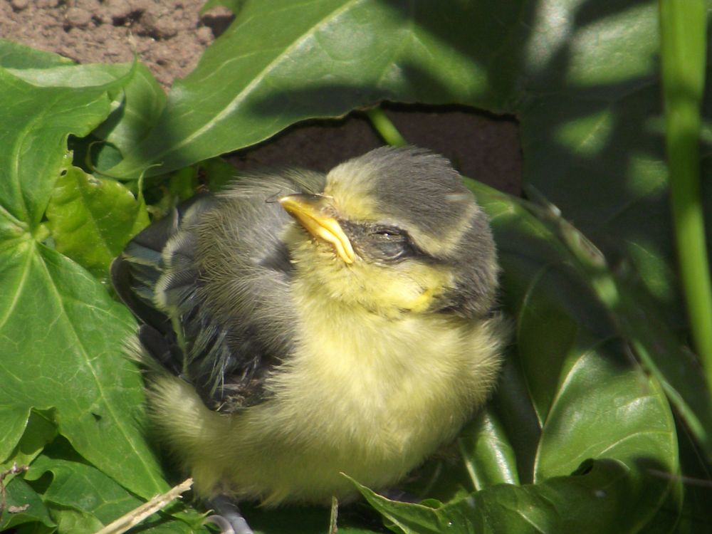 der hat doch nen Vogel......