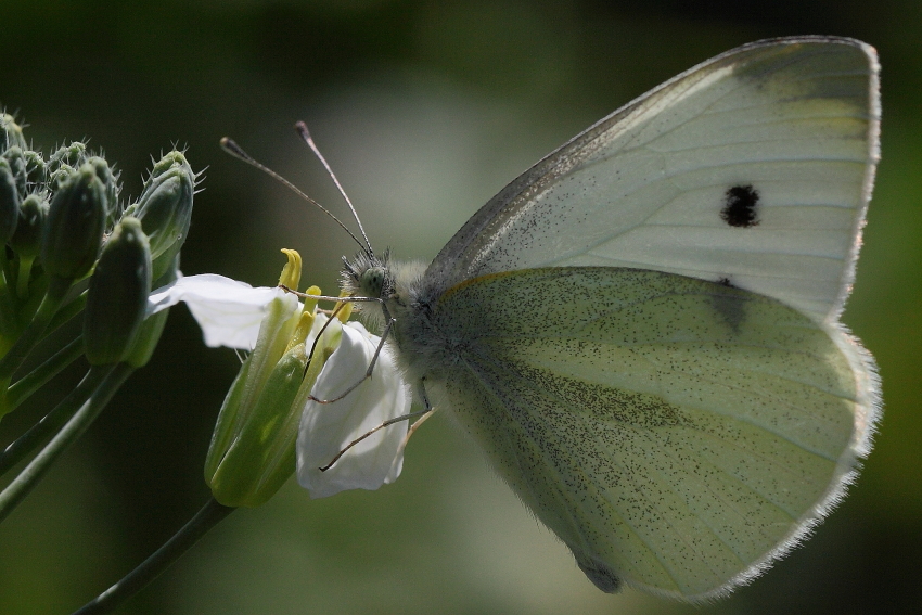 Der hat Durst..., Dettingen a.d.Erms, Biosphärengebiet schw. Alb