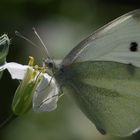 Der hat Durst..., Dettingen a.d.Erms, Biosphärengebiet schw. Alb