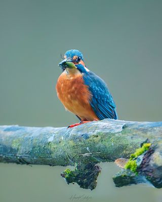 Der hat ja eine Grille 