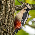 "Der hat's gut - kann den ganzen Tag irgendwo Herumhängen"
