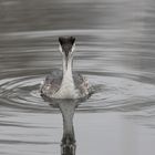 Der Haubentaucher im Silbersee 