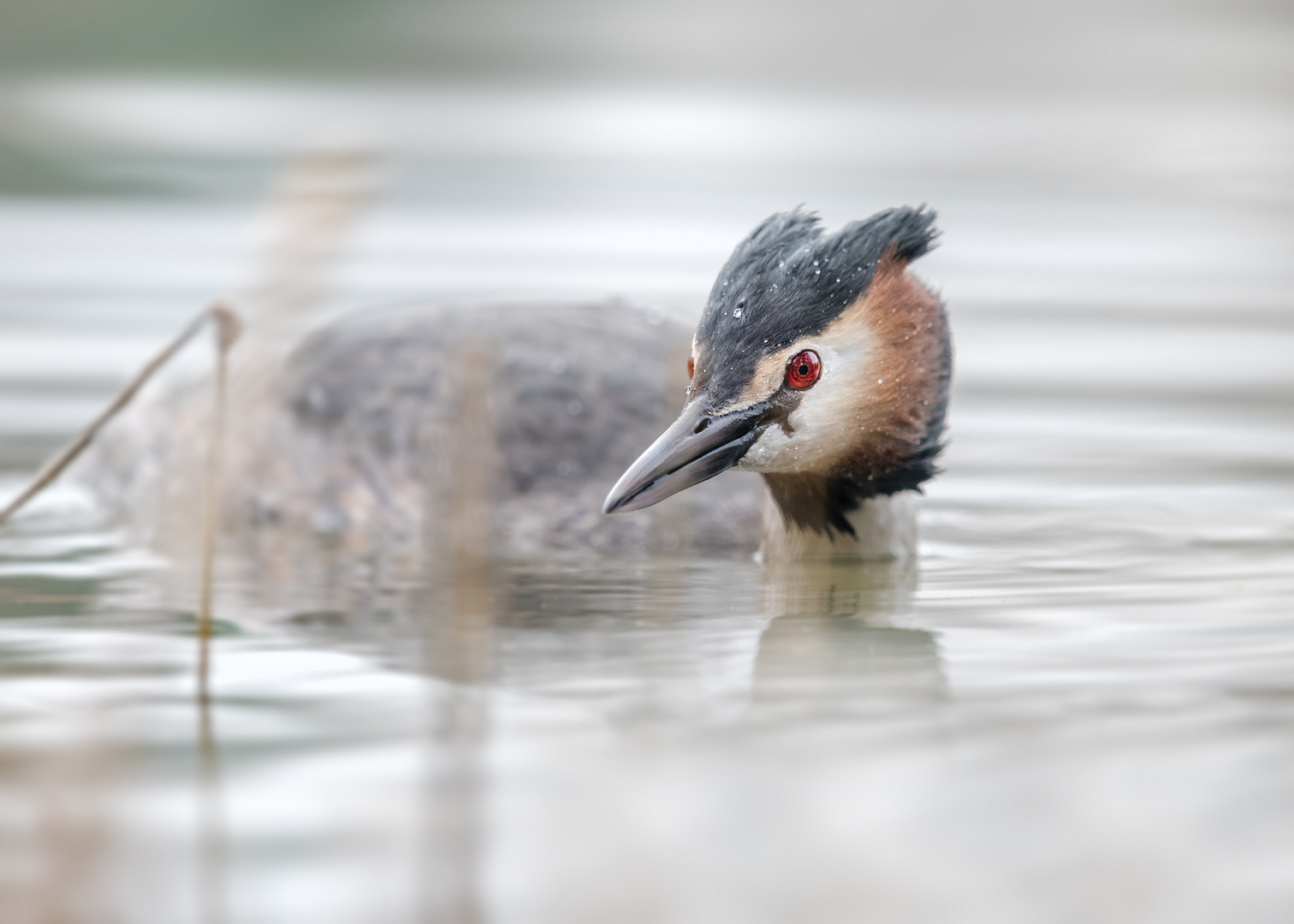 Der Haubentaucher (Podiceps cristatus)