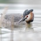 Der Haubentaucher (Podiceps cristatus)