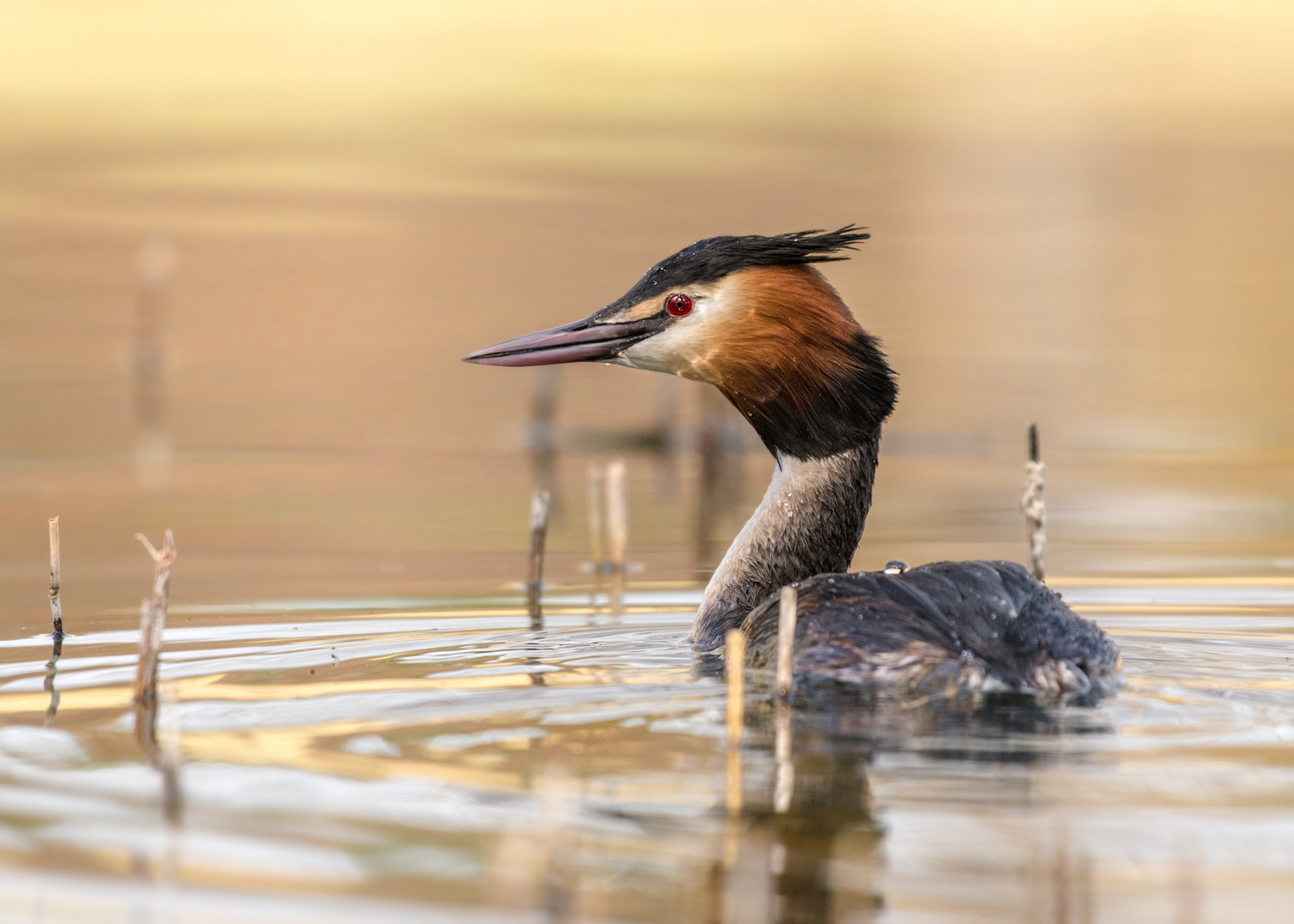 Der Haubentaucher (Podiceps cristatus)