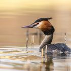 Der Haubentaucher (Podiceps cristatus)