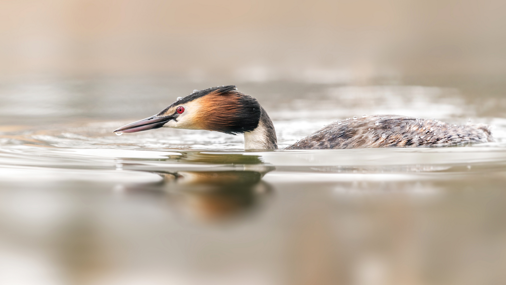 Der Haubentaucher (Podiceps cristatus)