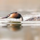 Der Haubentaucher (Podiceps cristatus)