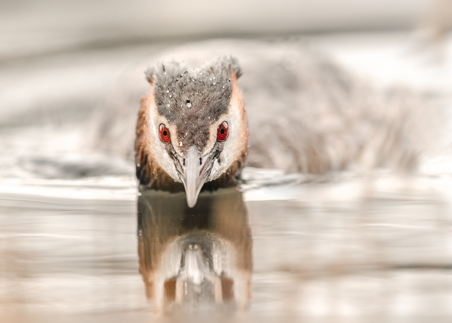 Der Haubentaucher (Podiceps cristatus)