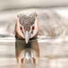 Der Haubentaucher (Podiceps cristatus)