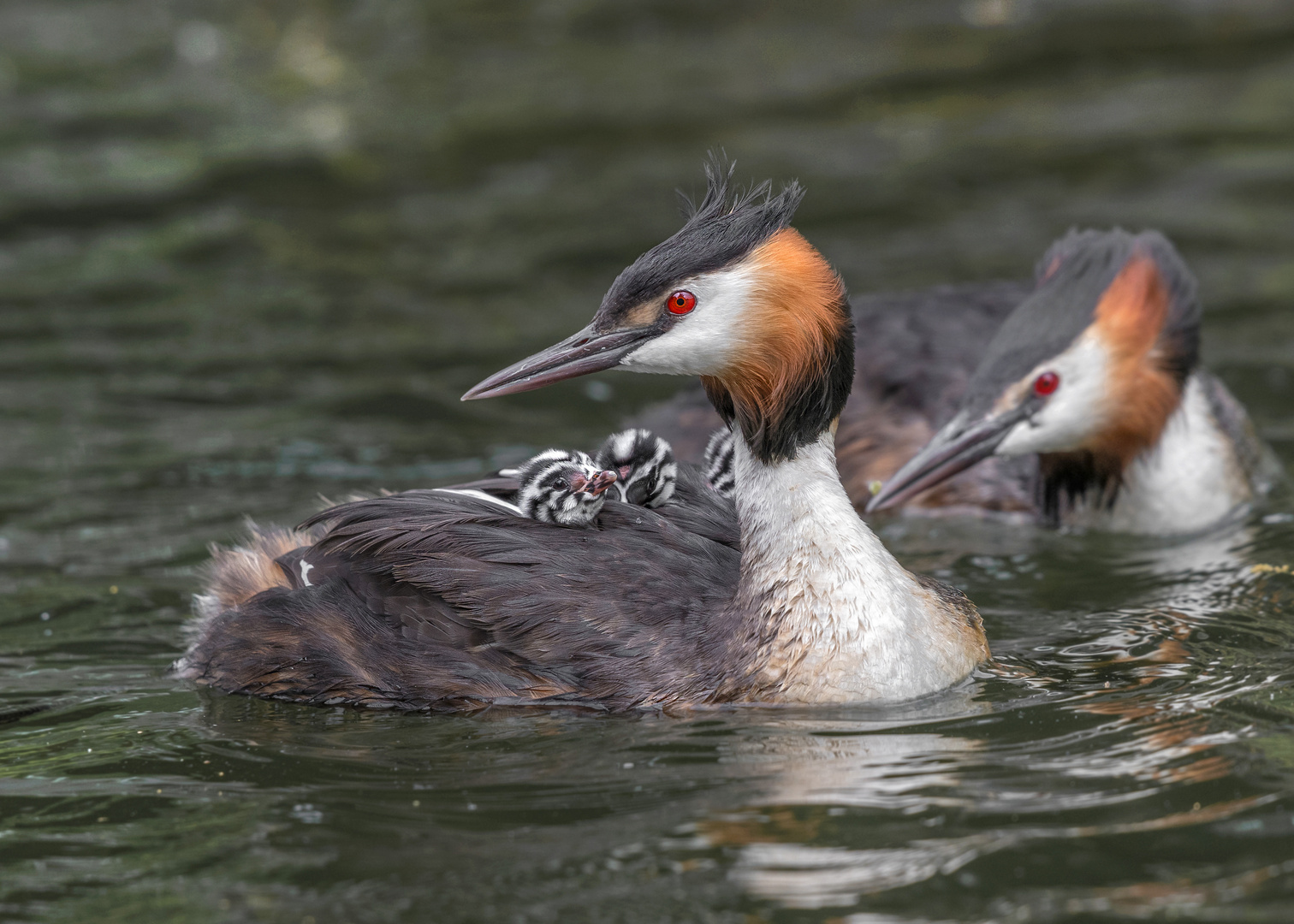 Der Haubentaucher (Podiceps cristatus)