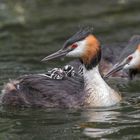 Der Haubentaucher (Podiceps cristatus)