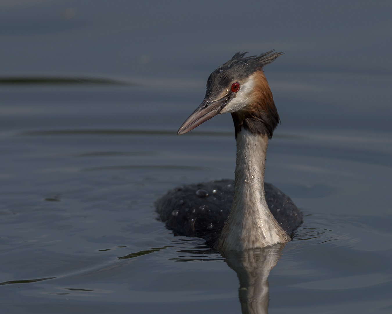 Der Haubentaucher (Podiceps cristatus) 