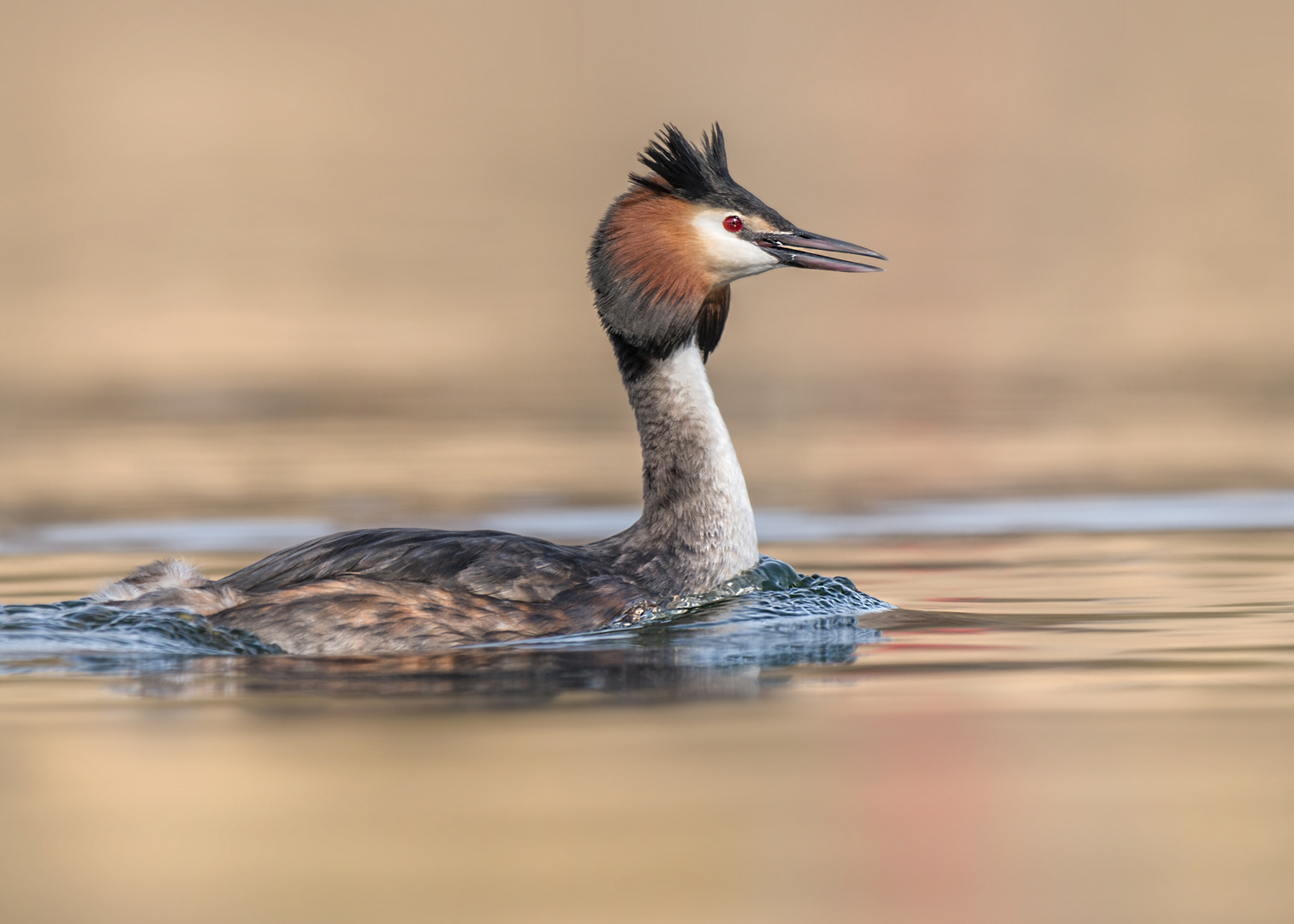 Der Haubentaucher (Podiceps cristatus)