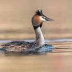 Der Haubentaucher (Podiceps cristatus)