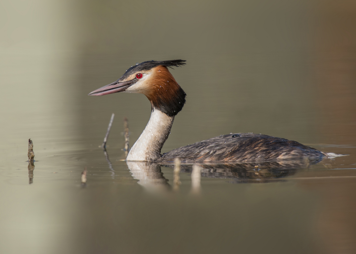 Der Haubentaucher (Podiceps cristatus) 