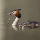 Der Haubentaucher (Podiceps cristatus) 