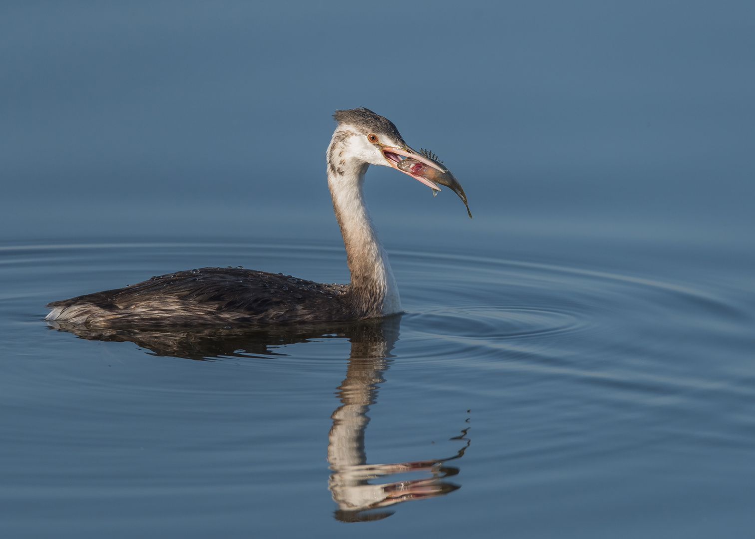 Der Haubentaucher (Podiceps cristatus) 