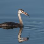 Der Haubentaucher (Podiceps cristatus) 