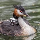 Der Haubentaucher (Podiceps cristatus)