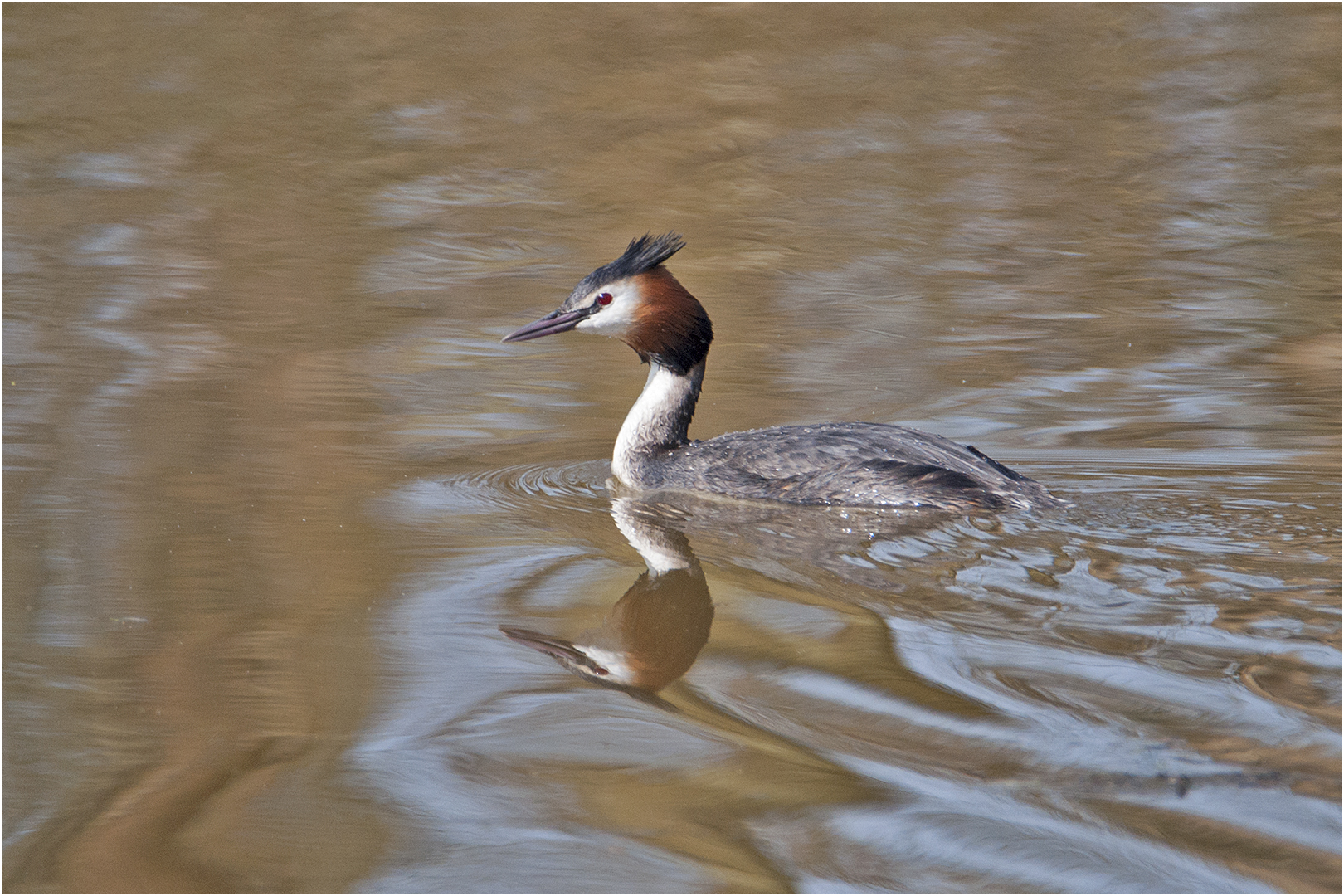 Der Haubentaucher (Podiceps cristatus) zeigte sich im . . .