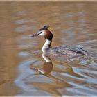 Der Haubentaucher (Podiceps cristatus) zeigte sich im . . .