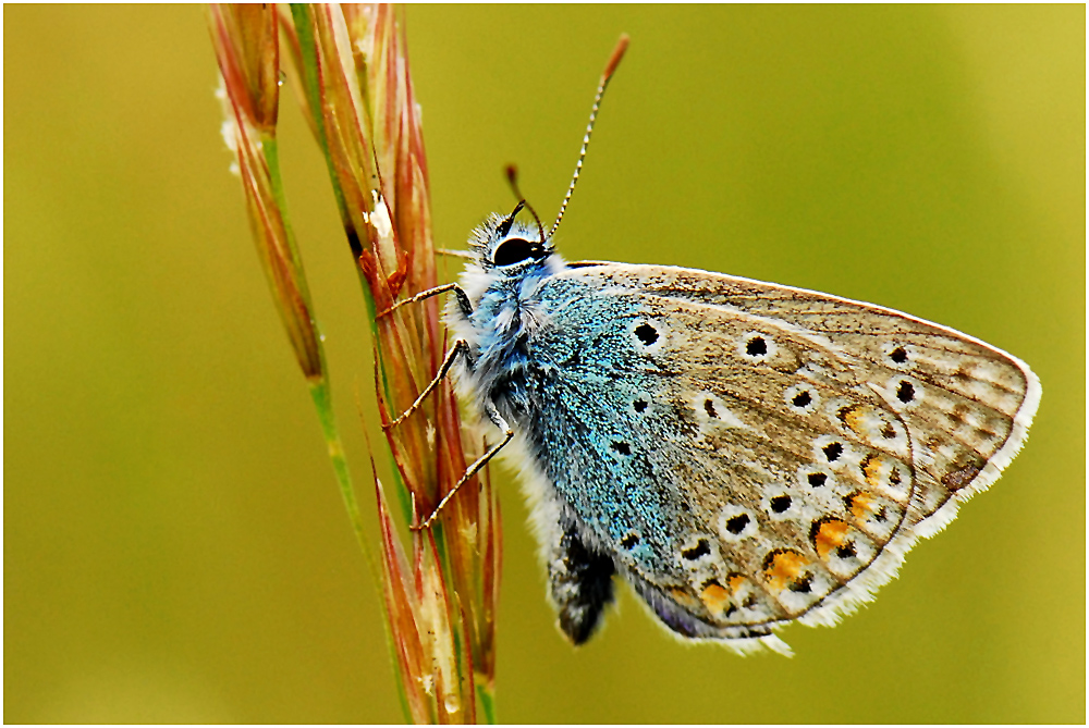 Der Hauhechel-Bläuling (Polyommatus icarus) ...