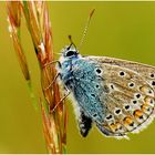 Der Hauhechel-Bläuling (Polyommatus icarus) ...