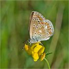 Der Hauhechel-Bläuling  (Polyommatus icarus) . . .