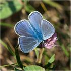 Der Hauhechelbläuling (Polyommatus icarus) gestattete mir . . .