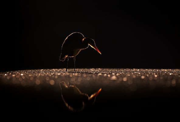 Der Hauptdarsteller...