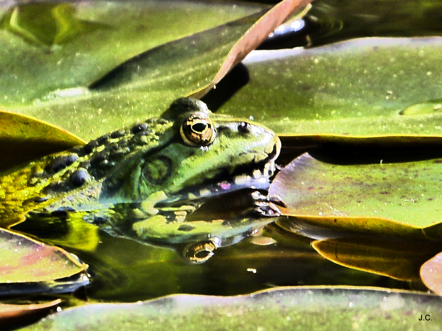 ....der Hausfrosch