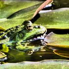 ....der Hausfrosch