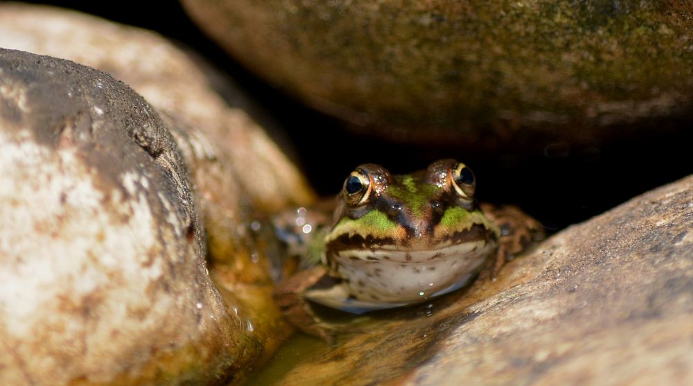 Der Hausfrosch 