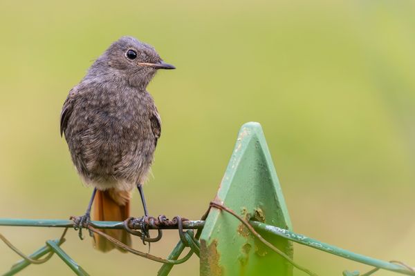 Der Hausrotschwanz...