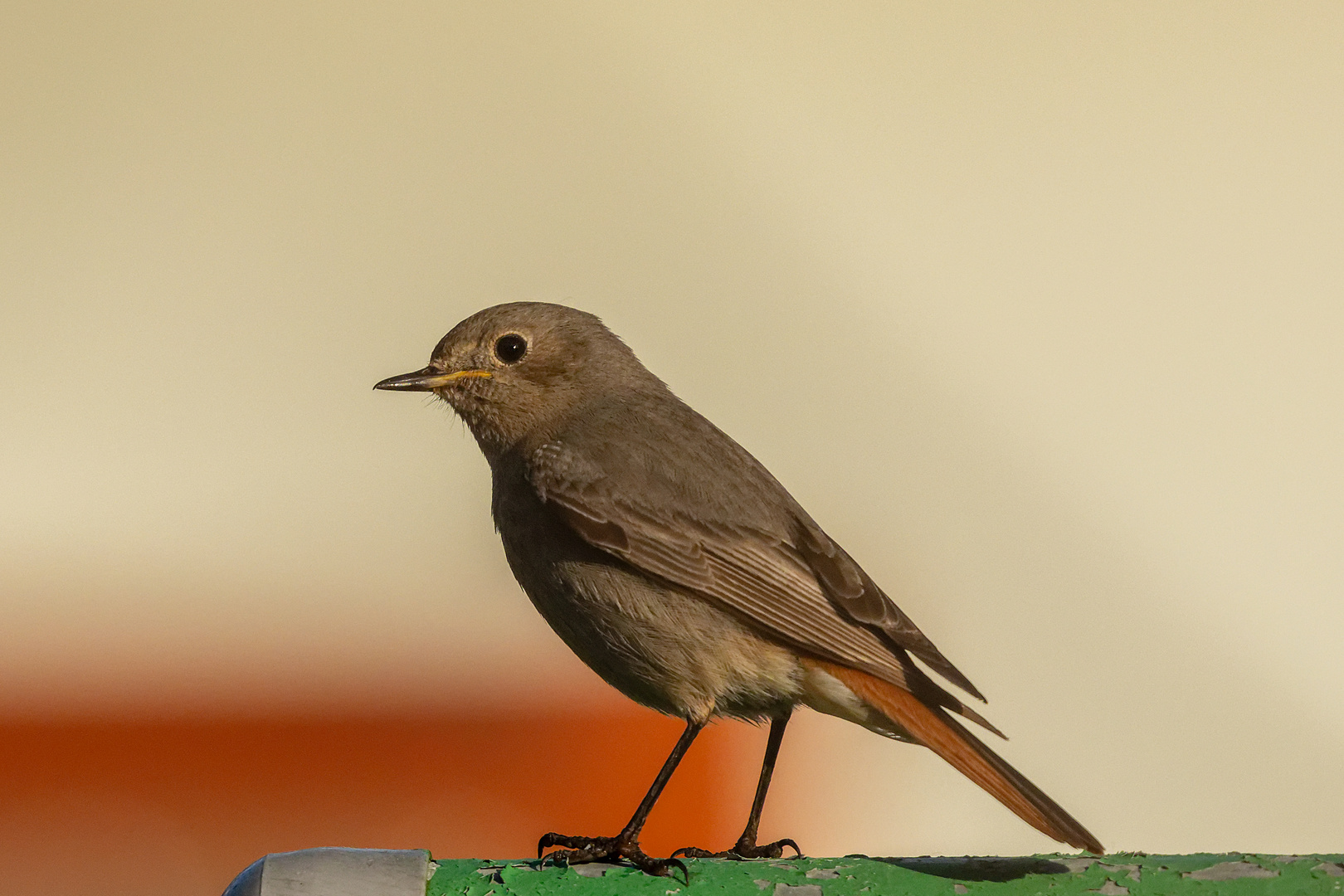 Der Hausrotschwanz - ein zauberhafter Vogel zum Start ins Pfingstwochenende!