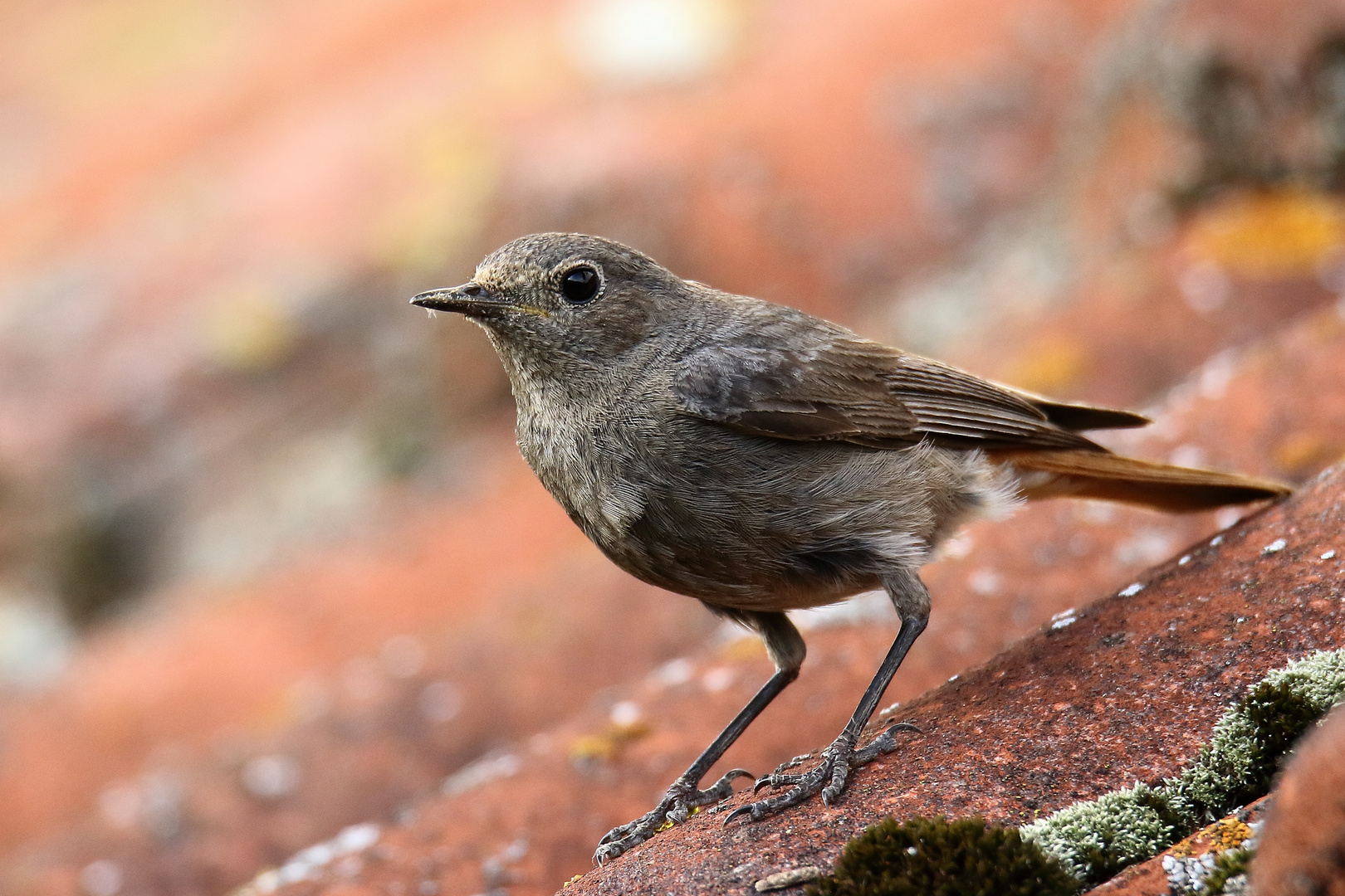 Der Hausrotschwanz (Phoenicurus ochruros)